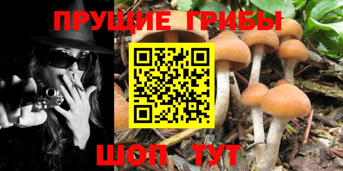 Псилоцибиновые грибы Cubensis Гагарин